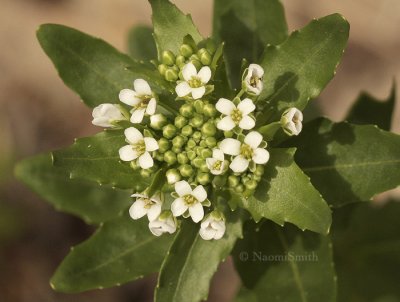 Garlic Mustard MY9 #2437