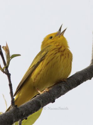 Yellow Warbler - Dendroica petechia MY9 #2588