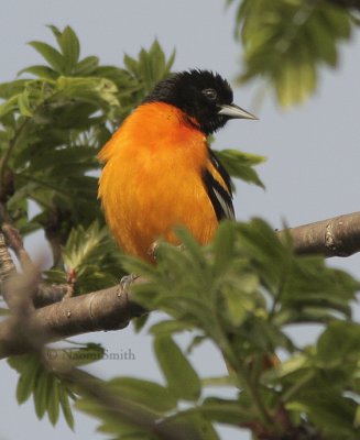 Baltimore Oriole - Icterus galbula MY9 #2576