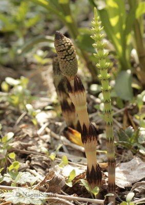 Woodland Horsetail (Equisetum sylvaticum) l MY9 #2032