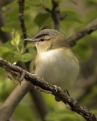 Red-eyed Vireo - Vireo olivaceus MY9 #3116