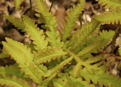 Sensitive Fern MY9 #9057