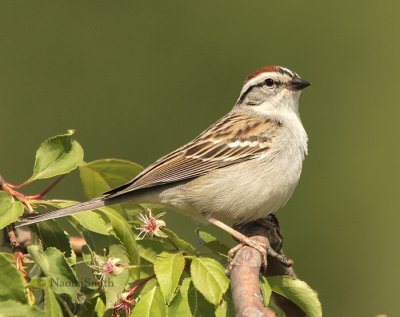 Chipping Sparrow (Spizella passerina)  MY9 4512