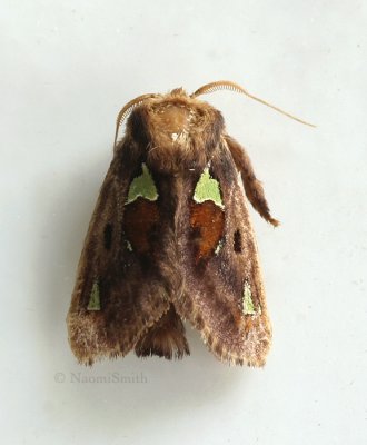 Oak Slug Moth JN9 #1357