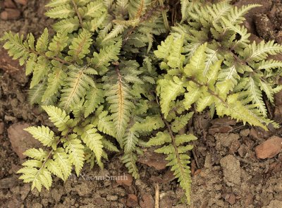 Athyrium niponicum JN9 #4794