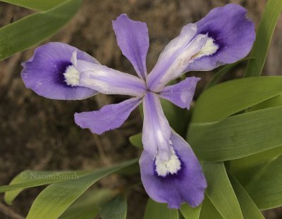 Iris cristata JN9 #4782