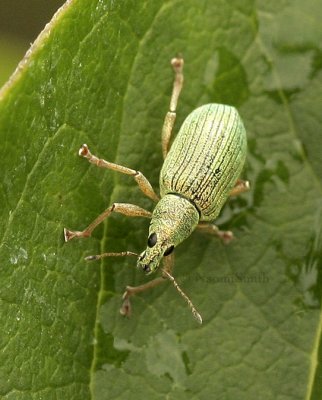 Green Immigrant Leaf Weevil JL9 #8597