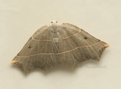 Metanema inatomaria - Hodges #6819  JL9 #1898