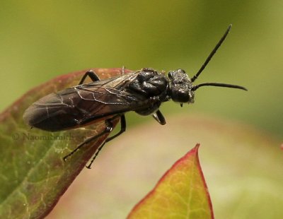 Sawfly on Blueberry JN9 #7062
