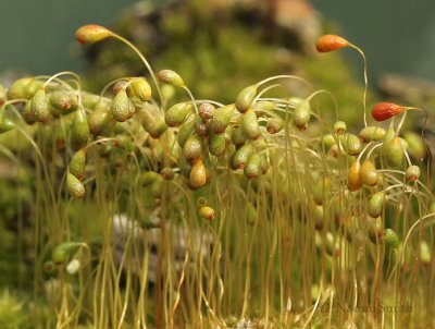 Fruiting moss JN9 #7492
