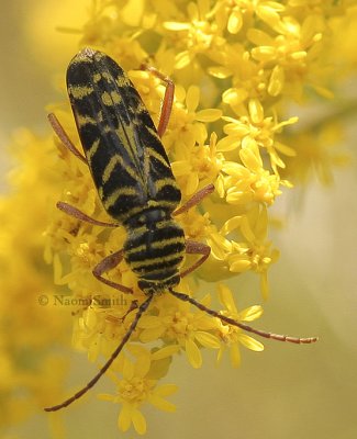 Locust Borer S9 #8888