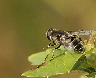 Eristalis dimidiata S9 #9542