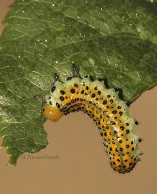 Rose Sawfly - Arge ochropus larva S9 #0128