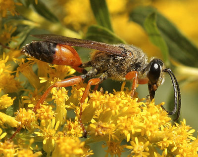 Great Golden Digger Wasp - Sphex ichneumoneus  S9 #0217