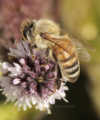 Honey Bee - Apis mellifera S9 #0857