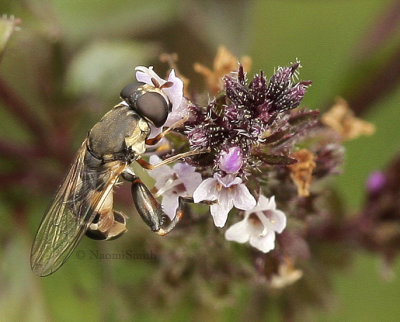 Syritta pipiens S9 #0644