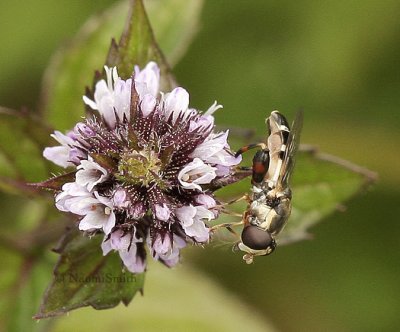 Syritta pipiens S9 #0695