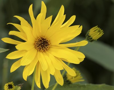 Helianthus strumosus S9 #1334