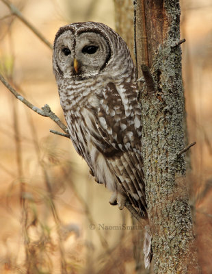 Barred Owl - Strix varia N9 #4800