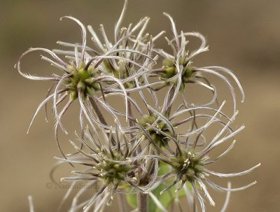 Clematis heracleifolia  Seedpods S9 #2191