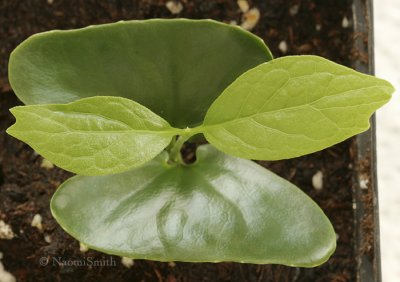 Calycanthus floridus first true leaves JA9 #8460