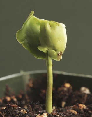 Calycanthus floridus - germinating F9 #8887