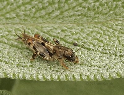 Pygmy Mole Cricket - Neotridactylus apicialis  S9 #2611