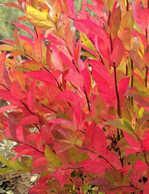 Itea virginica Sprich dwarf autumn colour S9 #2628