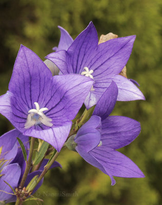 Platycodon grandiflorus -Balloon Flower S9 #2575