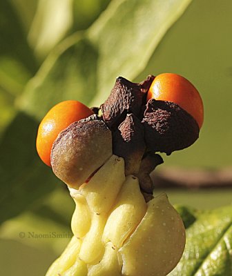 Magnolia Stellata Seeds O9 #2697