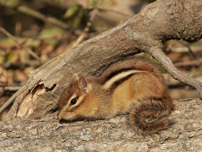 Eastern Chipmunk O9 #3556