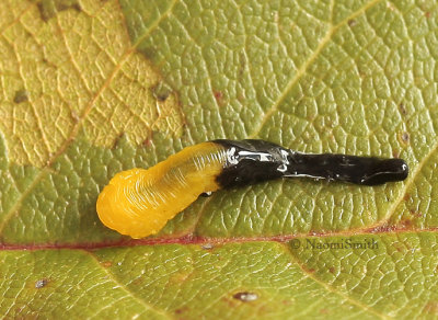 Caliroa cerasi - Pear sawfly O9 #3425