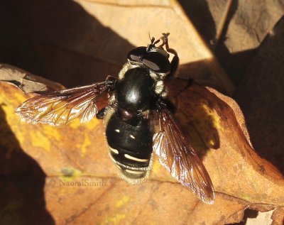 Sericomyia militaris O9 #3370