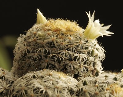 Mammillaria schiedeana N9 #4332