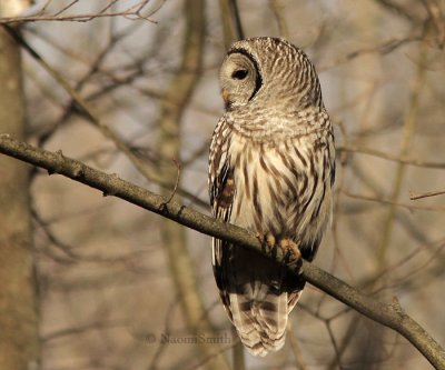 Barred Owl - Strix varia  N9 #4816