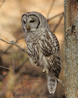 Barred Owl - Strix varia  N9 #4792