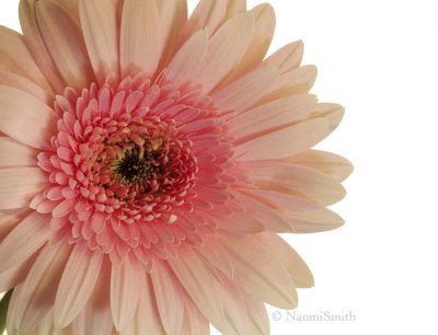 Gerbera Daisy N9 #4893