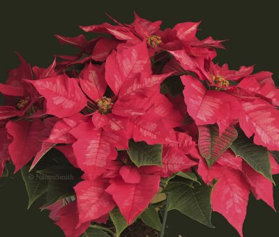 Poinsettias D9 #5097