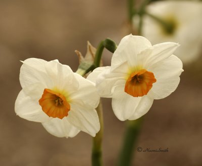 Daffodil Geranium MY8 #7284