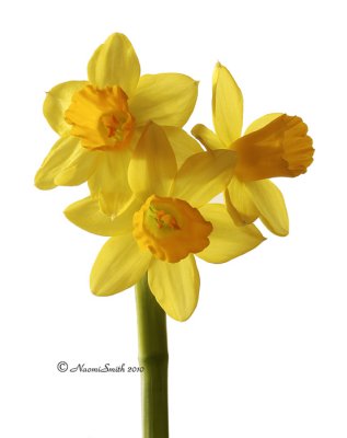 Daffodils