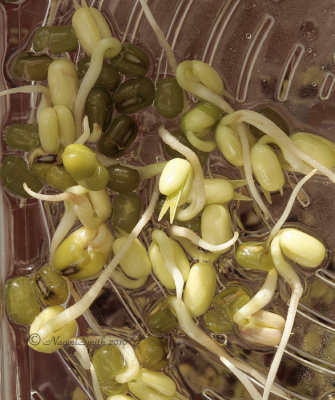 Mung Beans sprouting Day 3 JA10 #5994