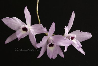 Laelia rubescens JA10 #6091