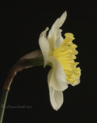 Daffodil Slim Whitman JA10 #6075