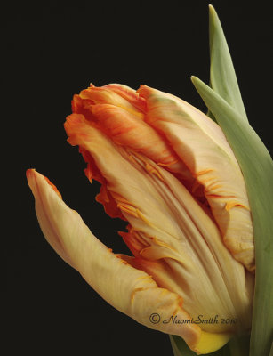 Prof. Roetgen - Parrot Tulip  JA10 #5948