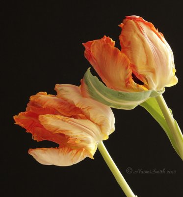 Prof. Roetgen - Parrot Tulip  JA10 #6016