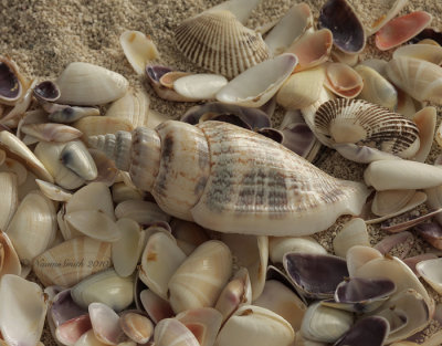 Shells on the Beach JA10 #6270