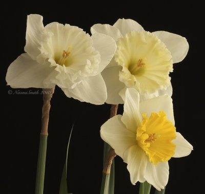 Daffodil Slim Whitman F10 #6342