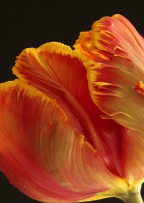 Apricot - Parrot Tulip F10 #6407