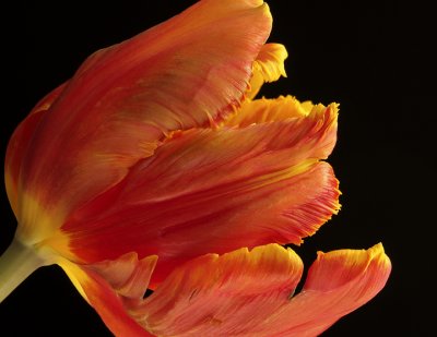 Apricot - Parrot Tulip F10 #6424