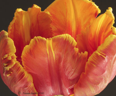 Apricot - Parrot Tulip F10 #6411